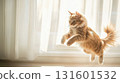 Playful red tabby maine coon cute cat jumping, dynamic pose, indoors 131601532