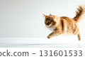 Playful red tabby maine coon cute cat jumping, dynamic pose, indoors 131601533