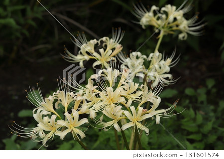 White spider lily close-up White spider lily close-up 131601574