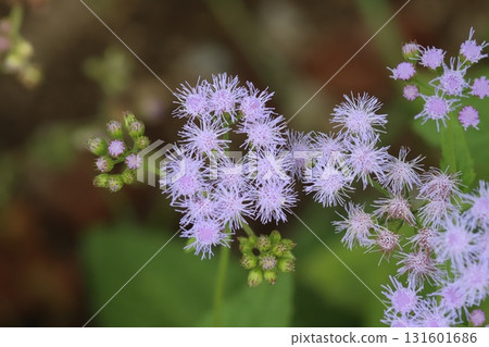 Small purple ageratum flowers blooming in an autumn garden 131601686