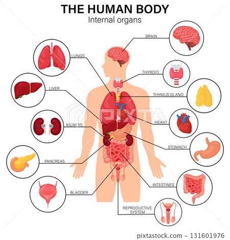 Human body internal organs diagram flat infographic poster with icons image names location and definitions vector illustration. Heart and brain, liver and kidneys. Thymus gland and reproductive system 131601976