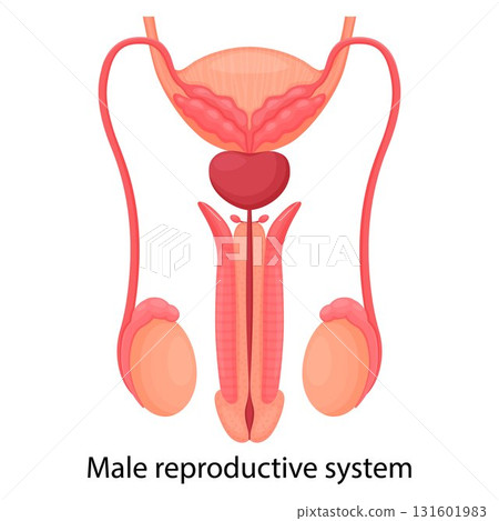 Male reproductive system , isolated on white background. Front view. Vector illustration, flat design Male reproductive system , isolated on white background. Front view. Vector illustration, flat design 131601983