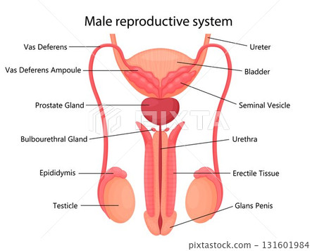 Male reproductive system with indicated main parts, isolated on white background. Front view. Vector illustration, flat design Male reproductive system with indicated main parts, isolated on white background. Front view. Vector illustration, flat design 131601984