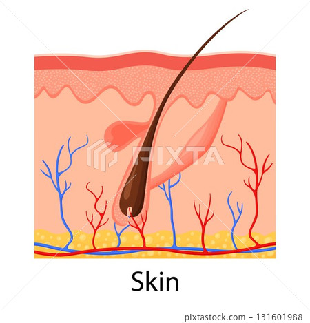 Human skin. Layered epidermis with hair follicle, sweat and sebaceous glands. Healthy skin anatomy medical vector illustration. Dermis and epidermis skin, hypodermis, flat design Human skin. Layered epidermis with hair follicle, sweat and sebaceous glands. Healthy skin anatomy medical vector illustration. Dermis and epidermis skin, hypodermis, flat design 131601988