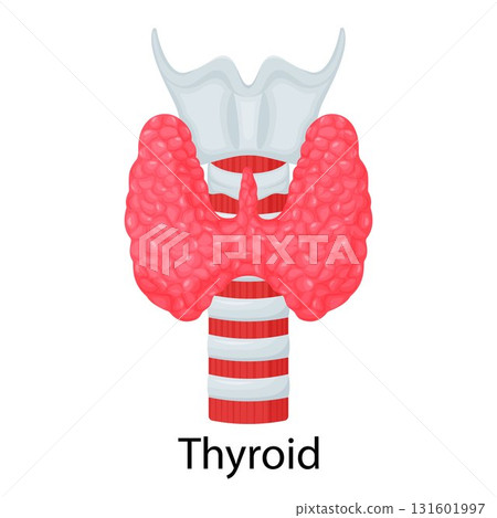 Thyroid. Human organ isolated on white background. Vector illustration. Flat design 131601997
