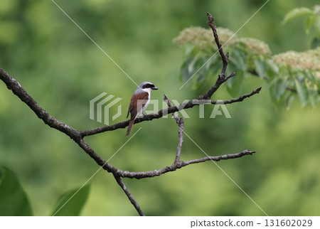 Tiger shrike male Tiger shrike male 131602029