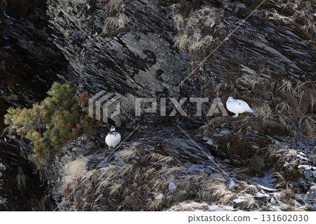 A pair of rock ptarmigans resting on a cliff 131602030