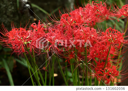 Higanki花特寫鏡頭 Higanki花特寫鏡頭 131602036