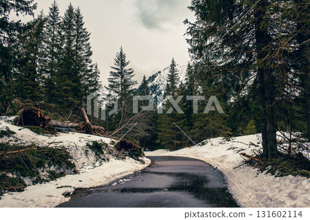 Mountain fir forest and the road near Morskie Oko Lake in Poland at Winter. Tatras mountains 131602114