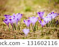 Spring crocus flowers in the grass, Easter seasonal background 131602116