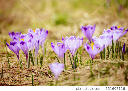 Spring crocus flowers in the grass, Easter seasonal background 131602116