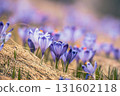 Spring crocus flowers in the grass, Easter seasonal background 131602118
