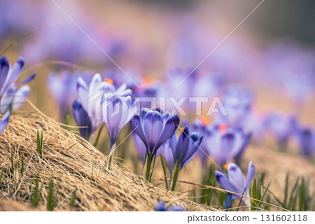 Spring crocus flowers in the grass, Easter seasonal background Spring crocus flowers in the grass, Easter seasonal background 131602118