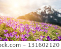 Dolina Chocholowska with blossoming purple crocuses or saffron flowers,Tatra mountains, Poland. 131602120