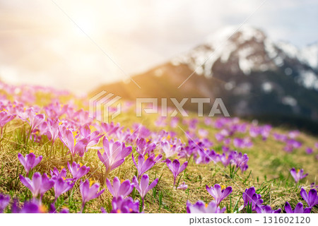 Dolina Chocholowska with blossoming purple crocuses or saffron flowers,Tatra mountains, Poland. 131602120