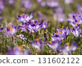 Spring crocus flowers in the grass, Easter seasonal background 131602122