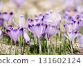 Spring crocus flowers in the grass, Easter seasonal background 131602124