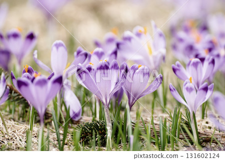 Spring crocus flowers in the grass, Easter seasonal background Spring crocus flowers in the grass, Easter seasonal background 131602124