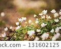 White anemone flowers growing in spring forest, natural seasonal background 131602125