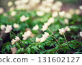 White anemone flowers growing in spring forest, natural seasonal background 131602127
