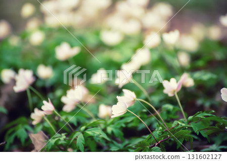 White anemone flowers growing in spring forest, natural seasonal background 131602127