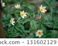 White anemone flowers growing in spring forest, natural seasonal background 131602129