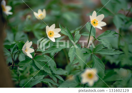 White anemone flowers growing in spring forest, natural seasonal background 131602129