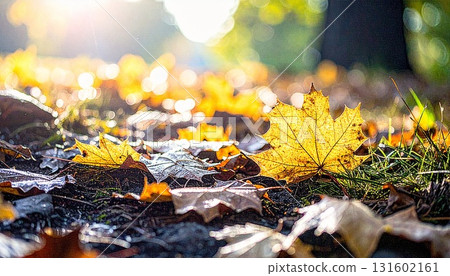 Golden fallen leaves shining in the sunlight filtering through the trees 131602161