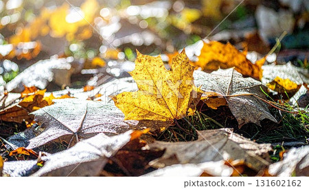 A carpet of autumn leaves bathed in soft sunlight 131602162