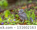 Little owl is posing in the forest looking at the back. 131602163