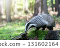 European badger portrait in wildlife. 131602164