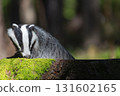 Closeup view of European badger in forest. 131602165
