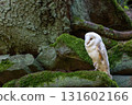 Side view of White Barn owl is standing in the forest. 131602166