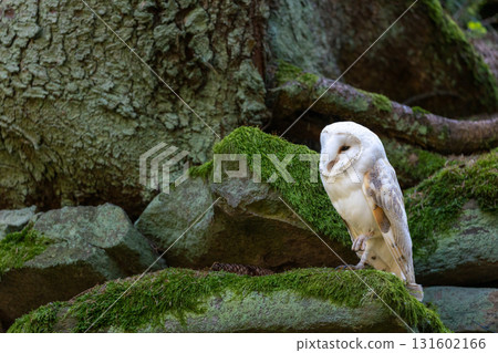 Side view of White Barn owl is standing in the forest. 131602166