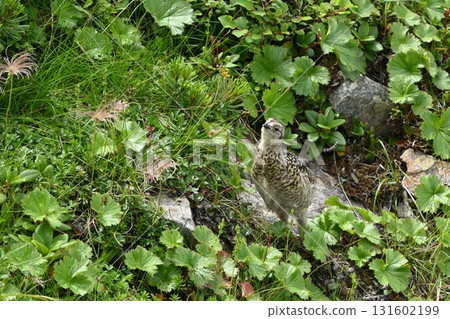 Ptarmigan, Mt. Senjogatake, Yamanashi Prefecture 131602199