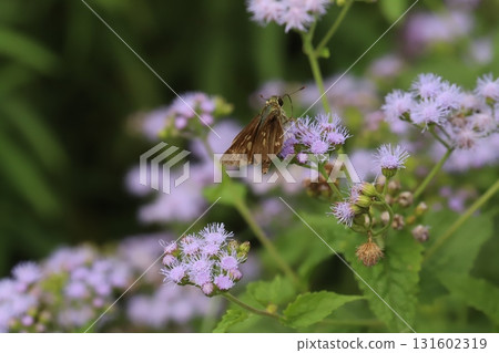 A German Skipper butterfly sucking nectar from a purple ageratum flower blooming in an autumn park A German Skipper butterfly sucking nectar from a purple ageratum flower blooming in an autumn park 131602319
