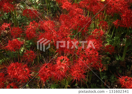 Cluster amaryllis at Kamakura temples 131602341