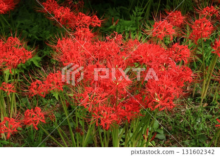 Cluster amaryllis at Kamakura temples 131602342
