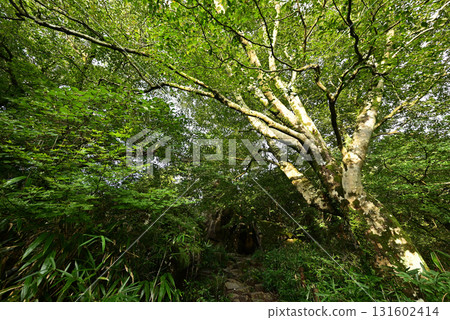 攀登茨城縣筑波山 131602414