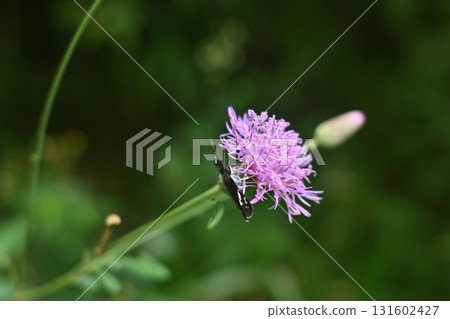 攀登茨城縣筑波山 攀登茨城縣筑波山 131602427