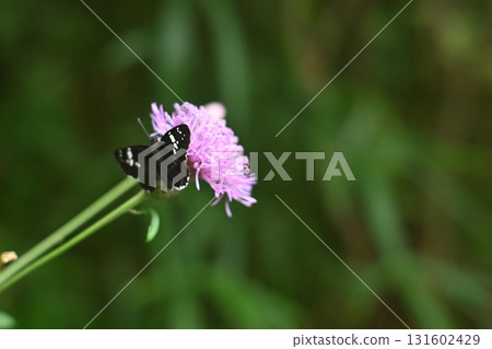 攀登茨城縣筑波山 攀登茨城縣筑波山 131602429