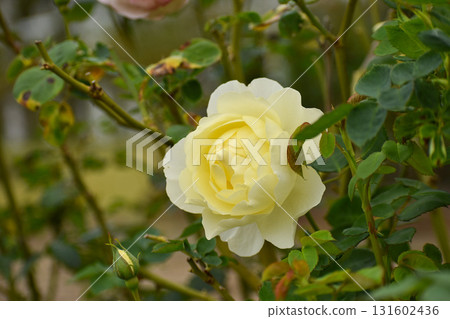 Pure yellow autumn rose Pure yellow autumn rose 131602436