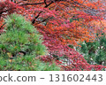 有鬆樹和秋葉的日本花園 131602443