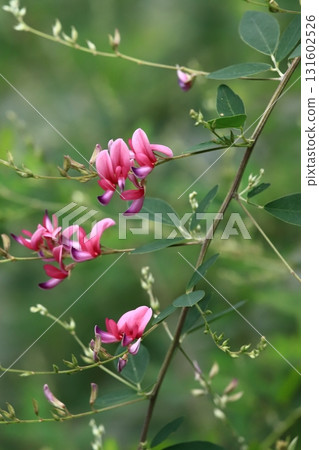 橫濱三溪園的萩花 131602526