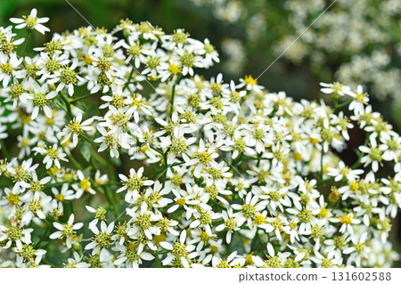 植物：莎草科菊科 131602588