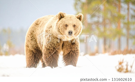 The king of nature, the bear living in the snowy forest 131602610