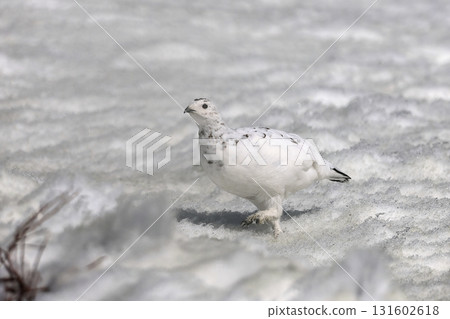 一隻雌性岩雷鳥在雪地中行走 131602618