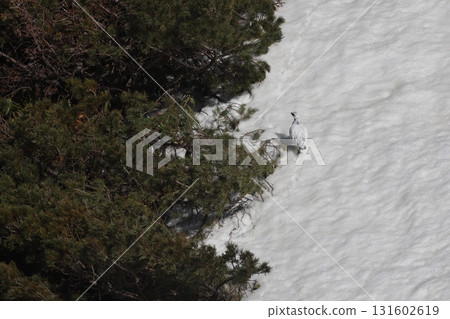 Male Rock Ptarmigan walking down a snowy slope 131602619