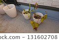 枯萎的室內植物 131602708