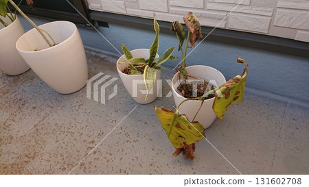 枯萎的室內植物 枯萎的室內植物 131602708